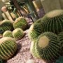 サボテン園　全体的に群馬フラワーパークより小さい